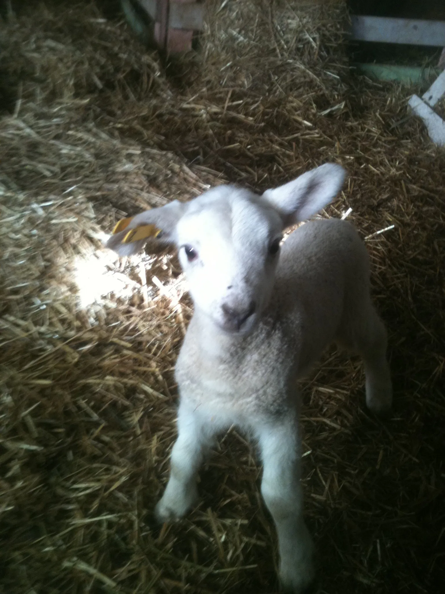 Some thoughts on being a shepherd