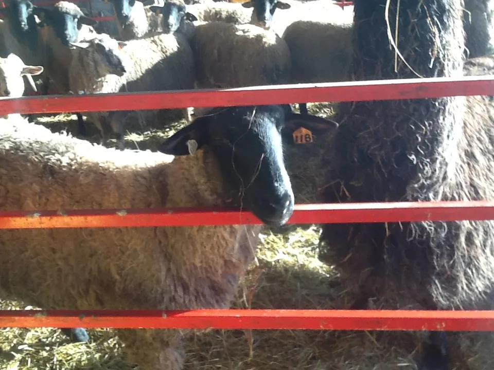 Do sheep need amusement too?