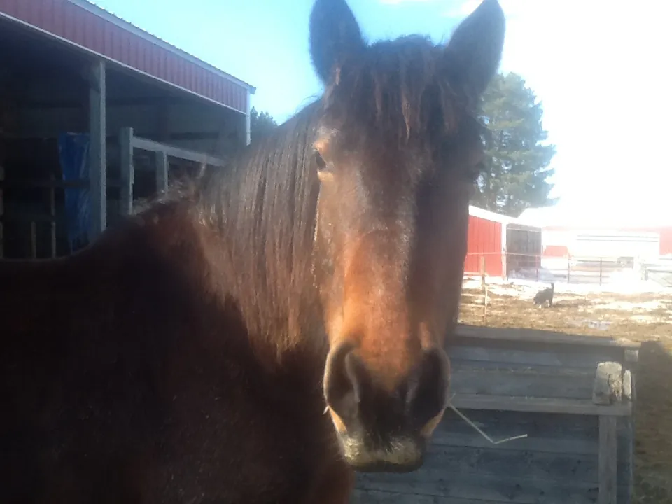 This is “Sweetie”. A little brown mare, she is the newest member of the herd. My friend DJ calls her “Tootsie” because she is the color of a Tootsie Roll. In harness, she is all business.