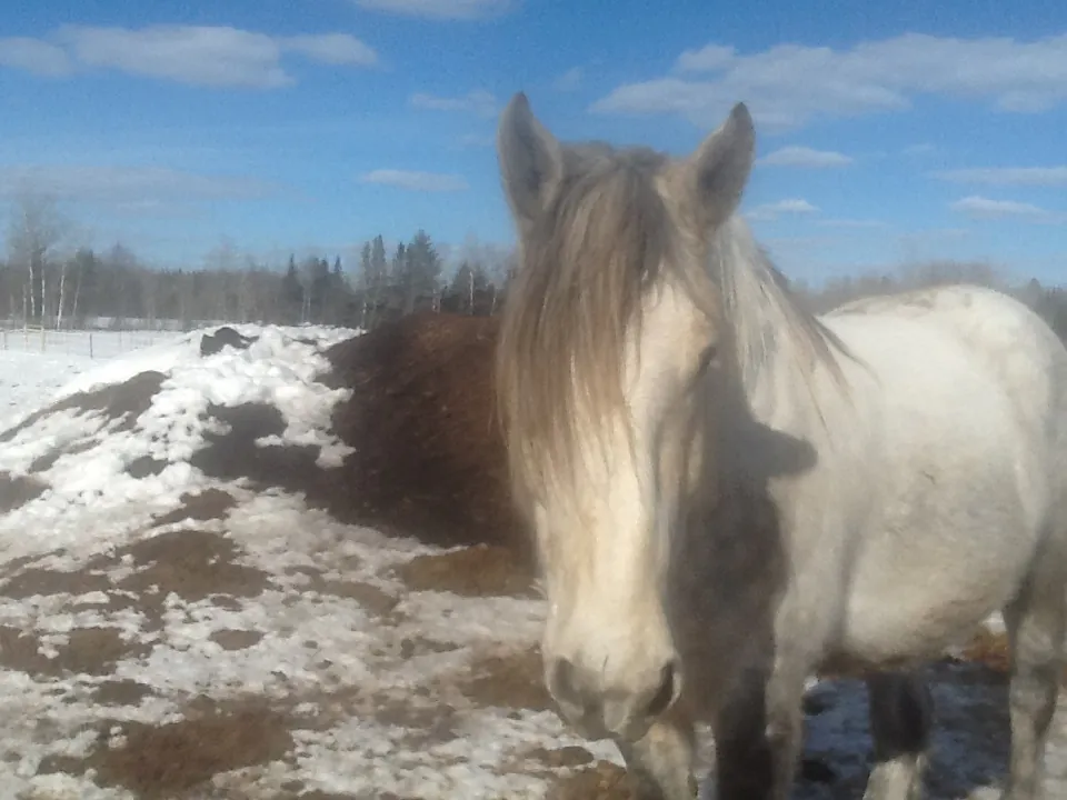 Traded for in a moment of midlife crisis, this handsome Percheron gelding is my “Harley”.