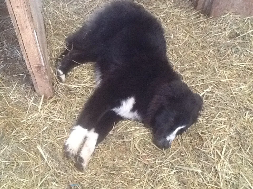 What should you call a dog who is laid back and thinks he is so cool?