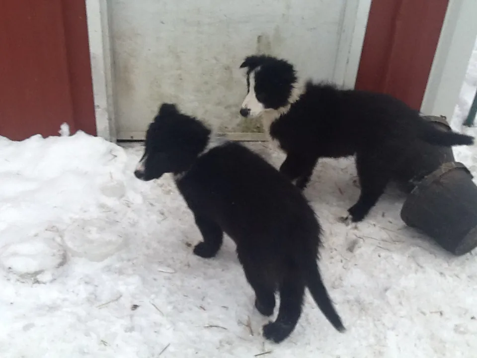 Mr. Ed’s Dogs : Ruffing it on the farm