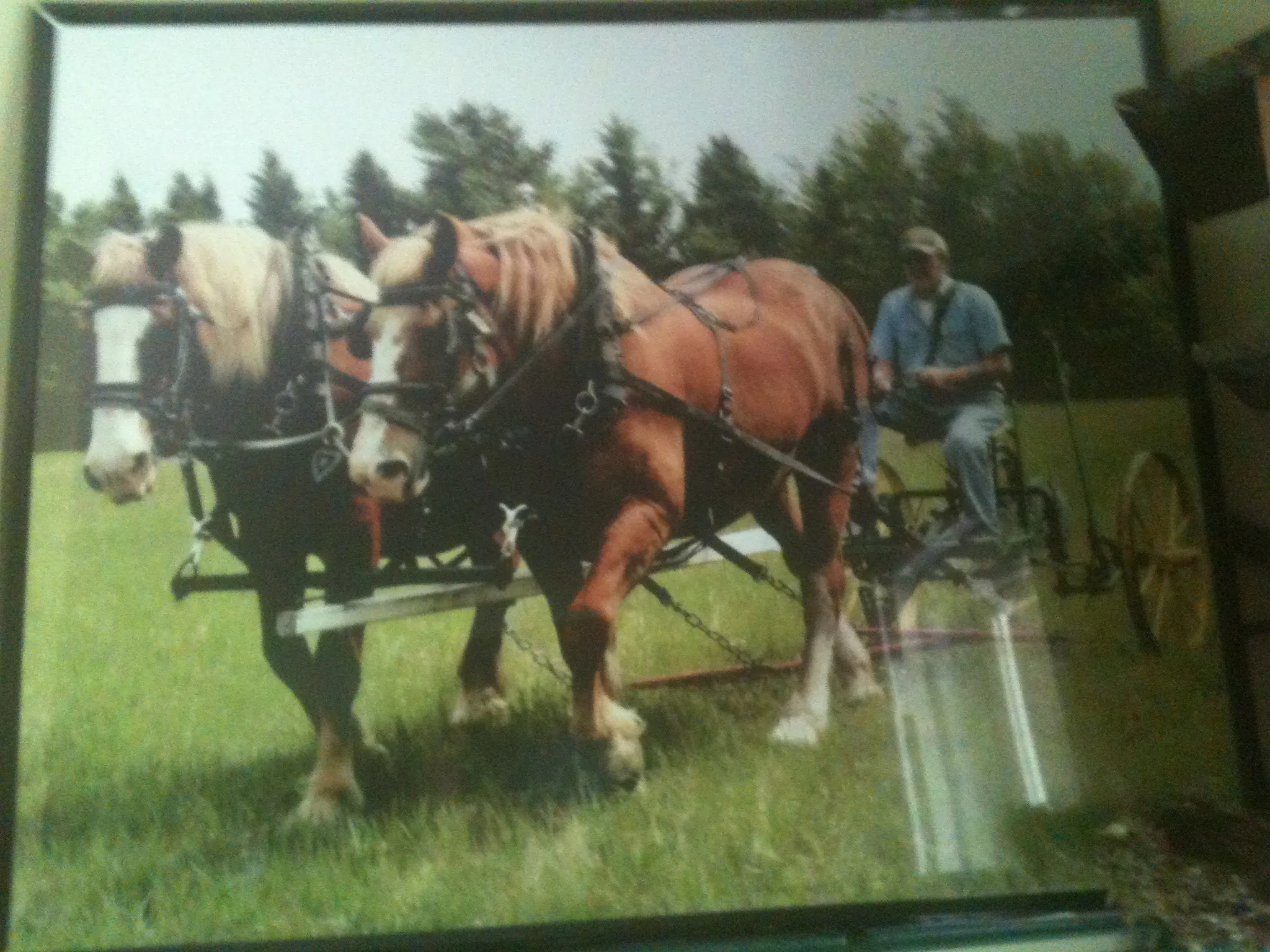 Team of horses available to the right person