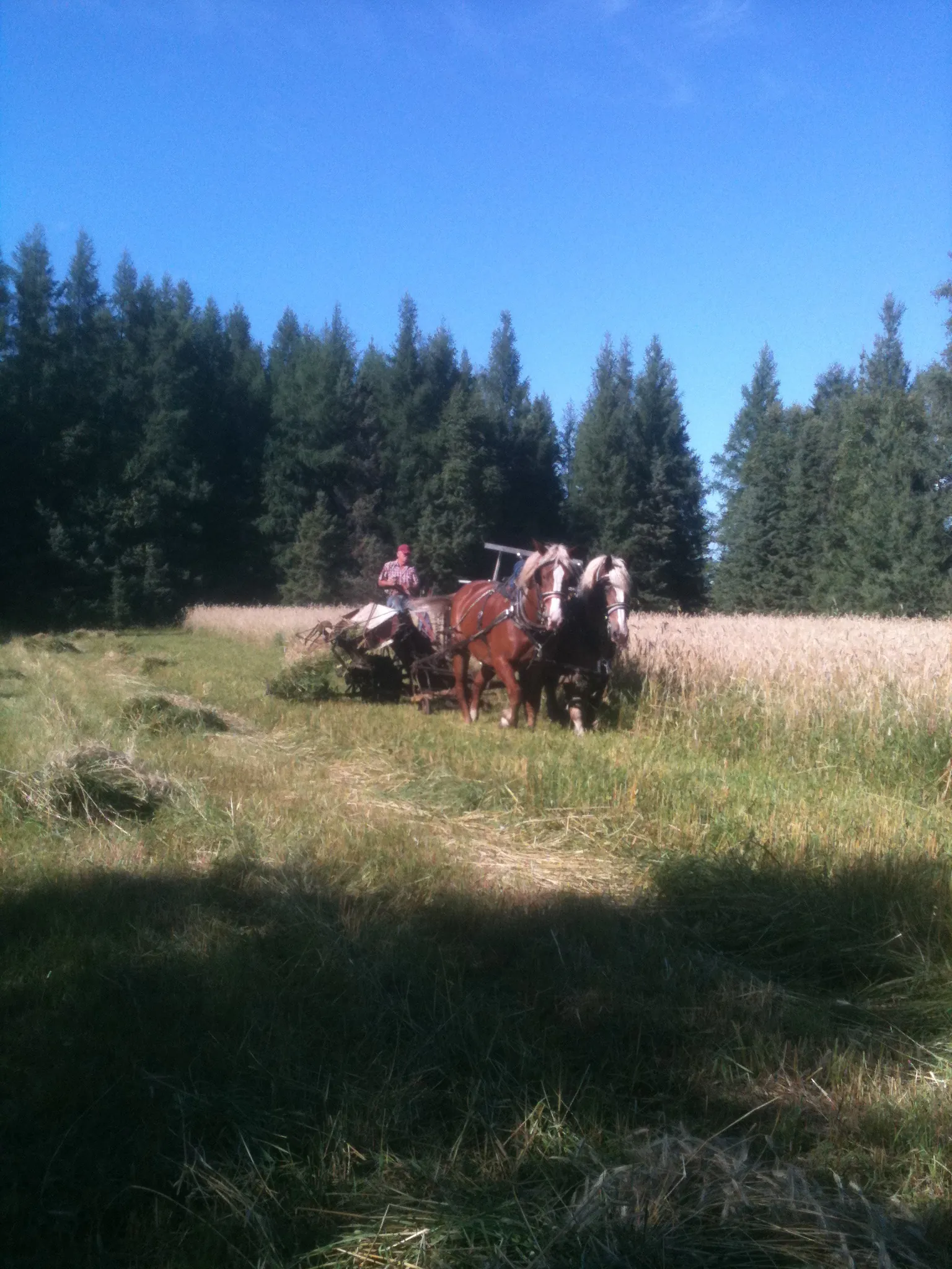 cutting the rye for the threshing demonstration