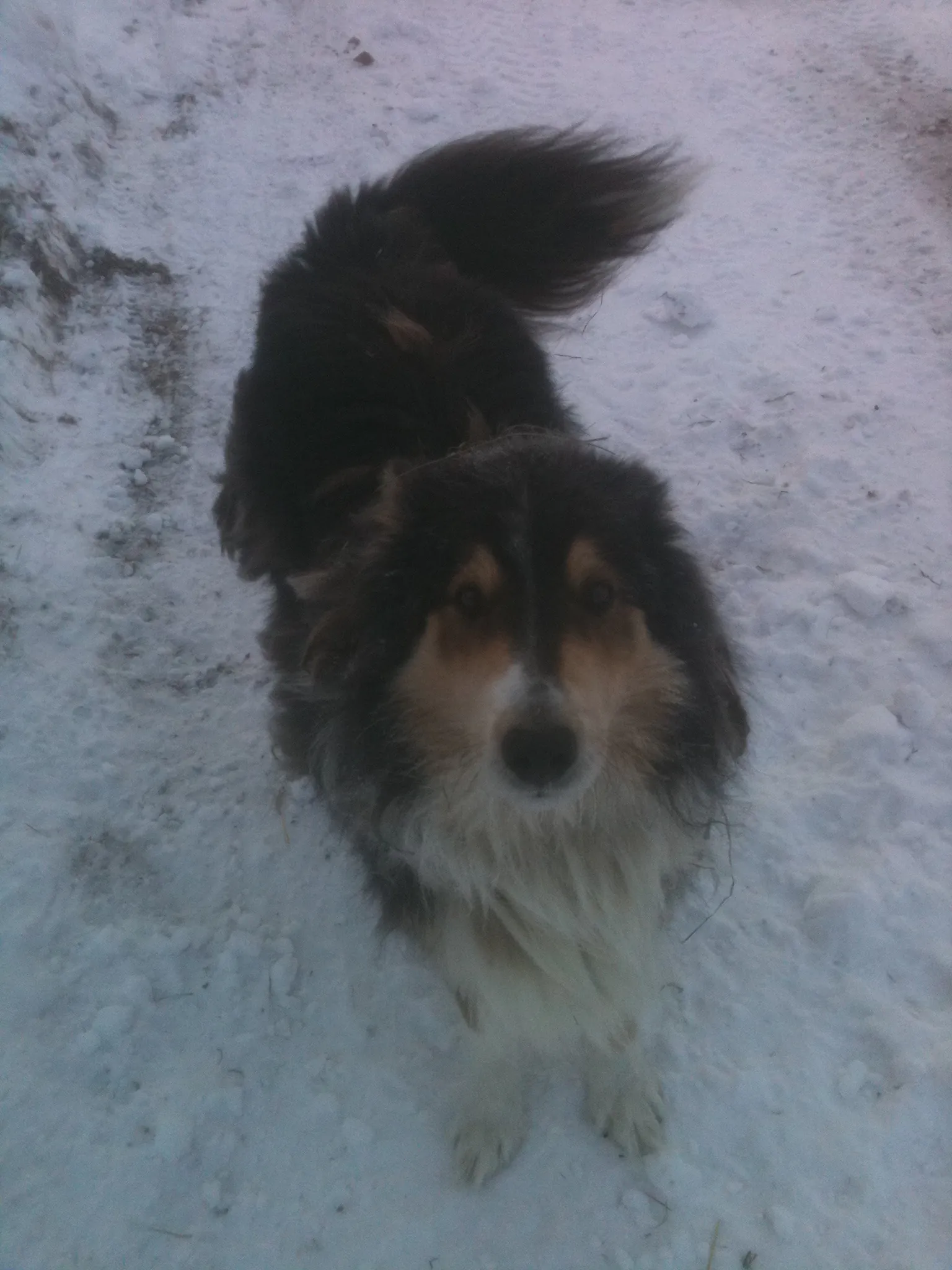 Nothing, even cold, seems to damper Winston’s eagerness to help with chores.