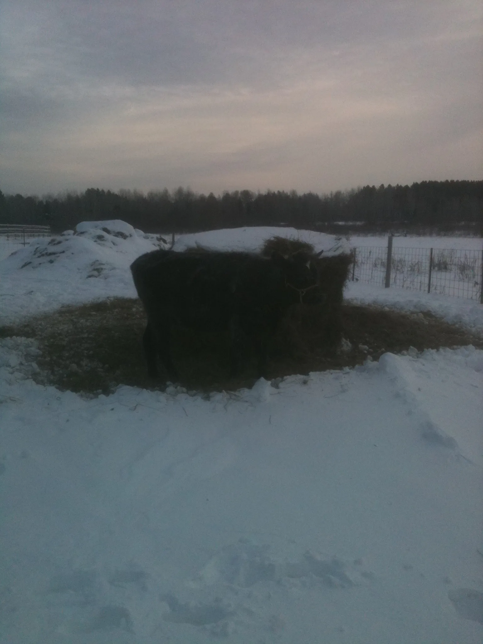 Joe and Vinnie digging into a big bale.
