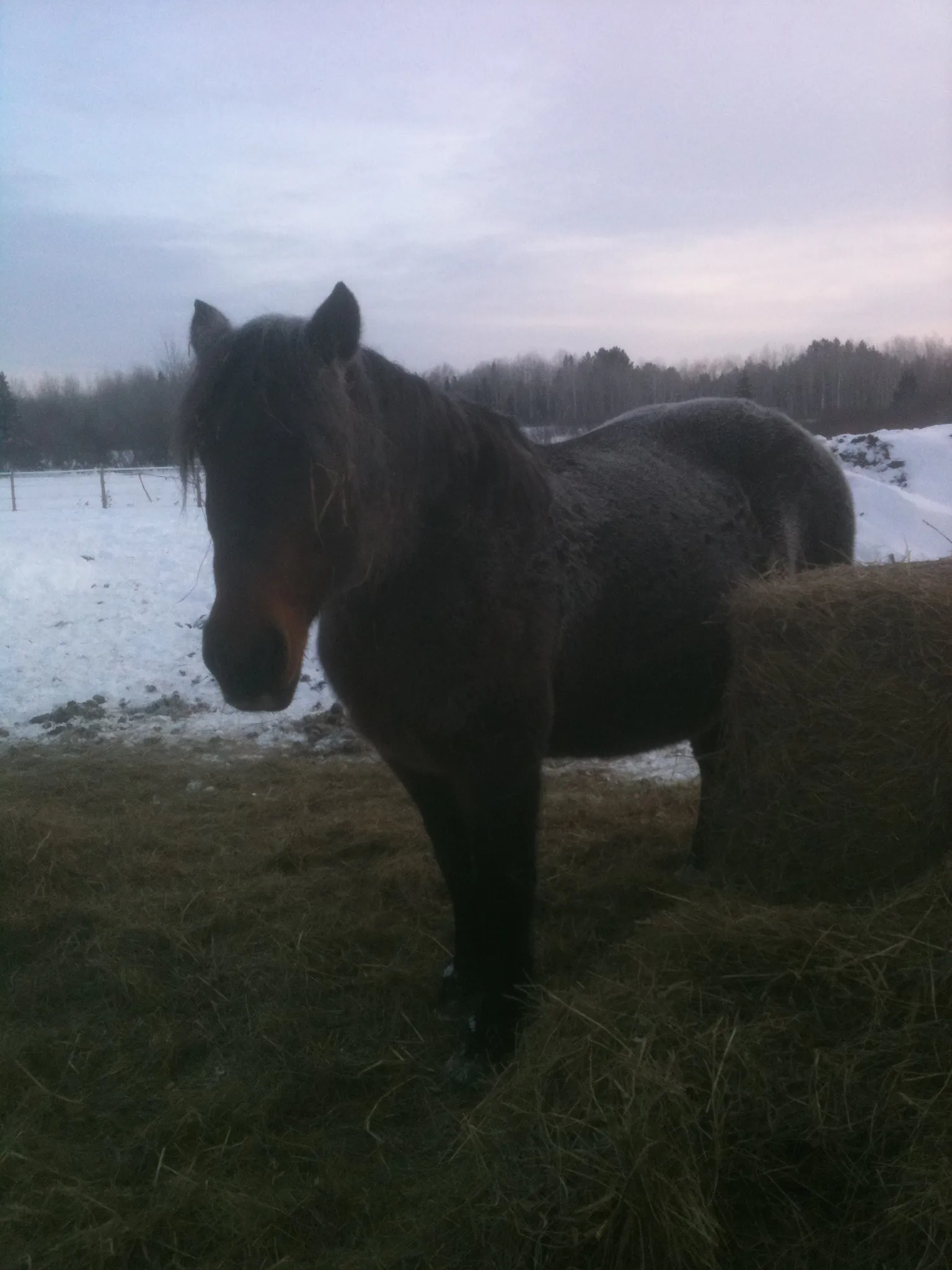 Sweetie covered in frost doesn’t seem to mind the cold as long as there is plenty to eat.
