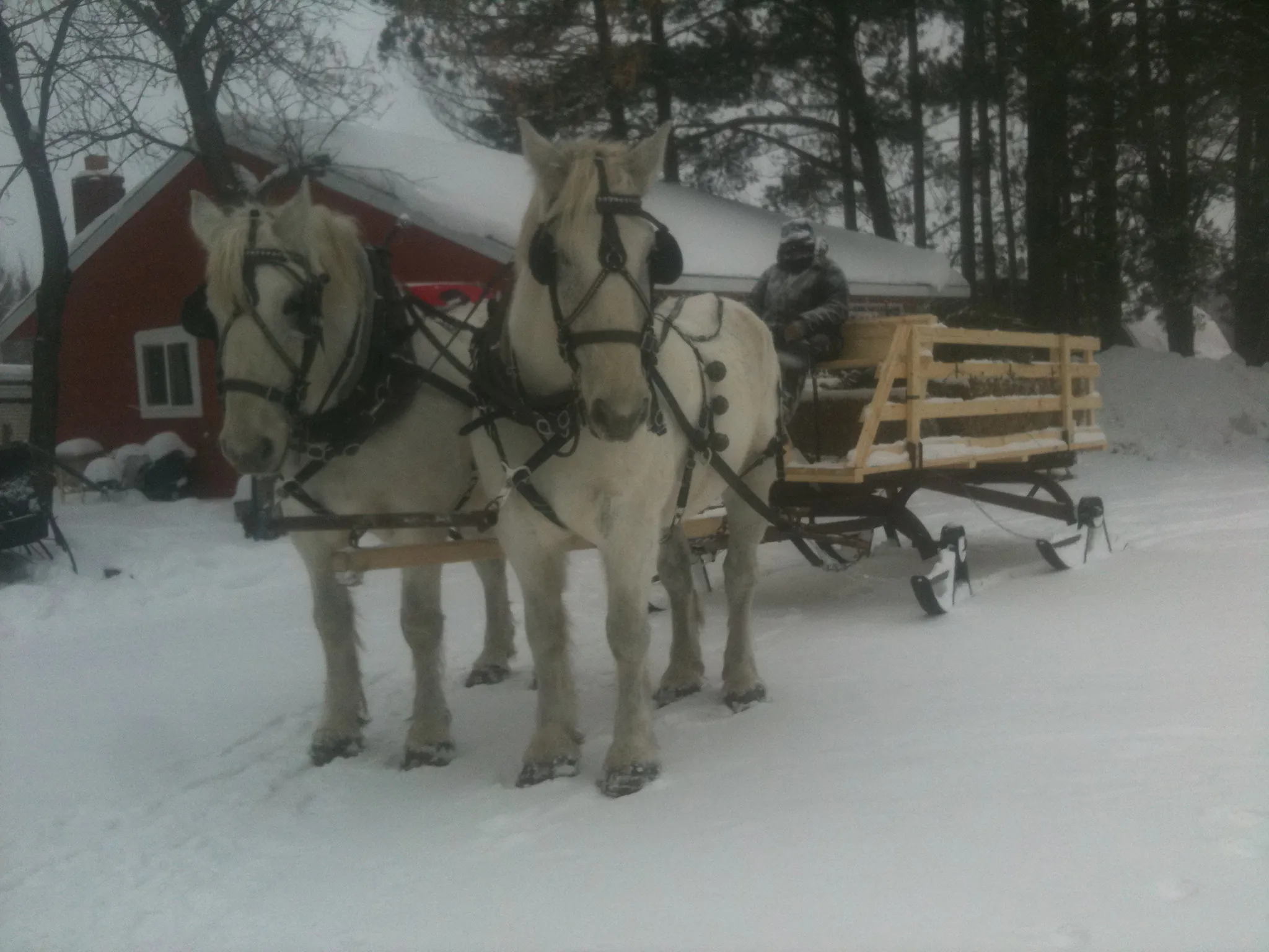 Whisker freezing cold. Perfect