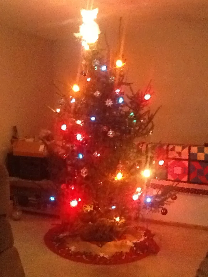 Stalking the wild Christmas tree