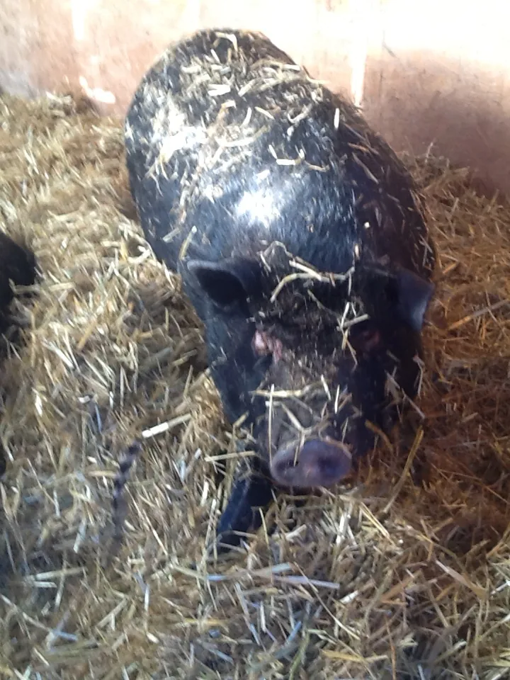 This is Gladys. “Mr Ed, I want my feed and I want it now!”