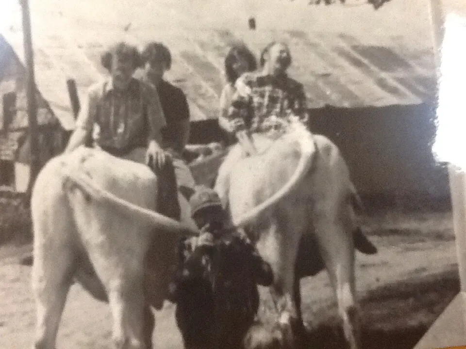 Getting ready for a parade. My brothers Ron, Bill, Sister Gloria and myself posing on the oxen with Dad in the foreground.
