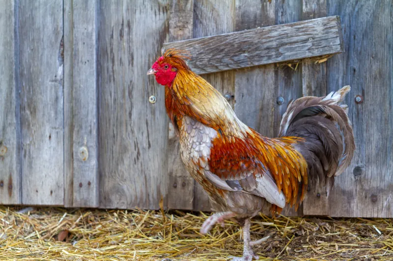 Chickens photo 1