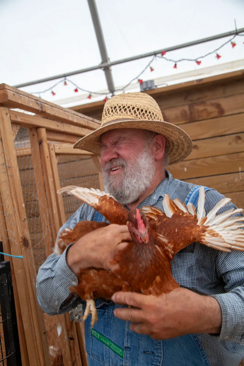 Chickens photo 2