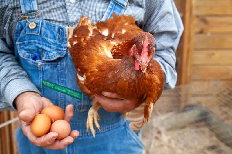 Chickens photo 3