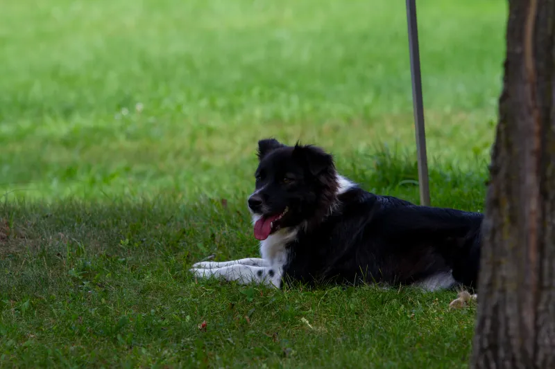 Farm Dogs photo 6