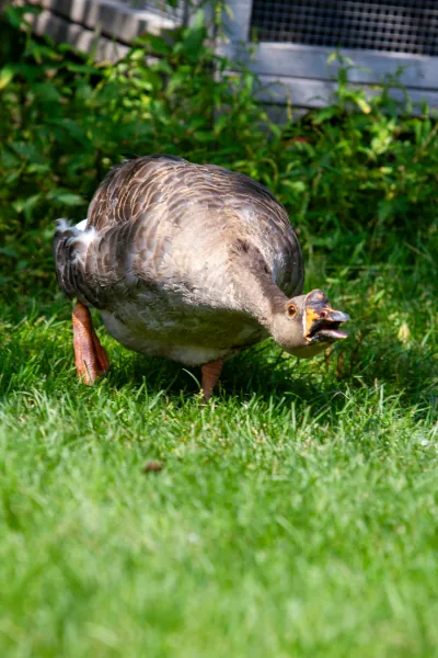 Ducks & Geese photo 3