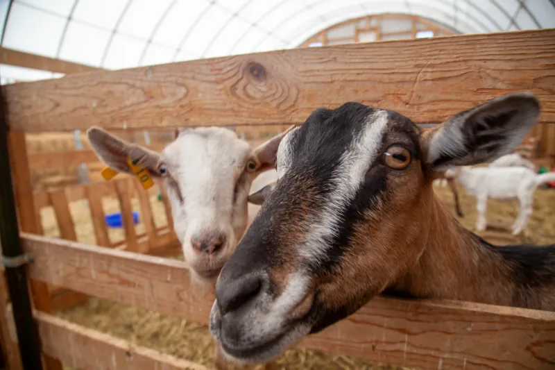 Goats photo 1