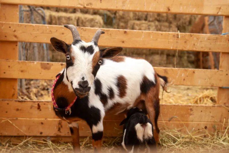 Goats photo 2
