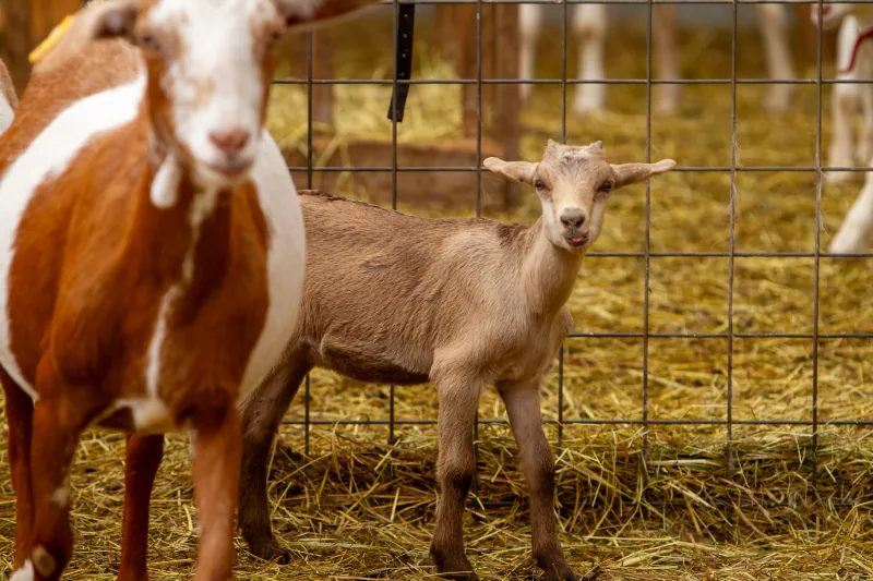 Goats photo 6