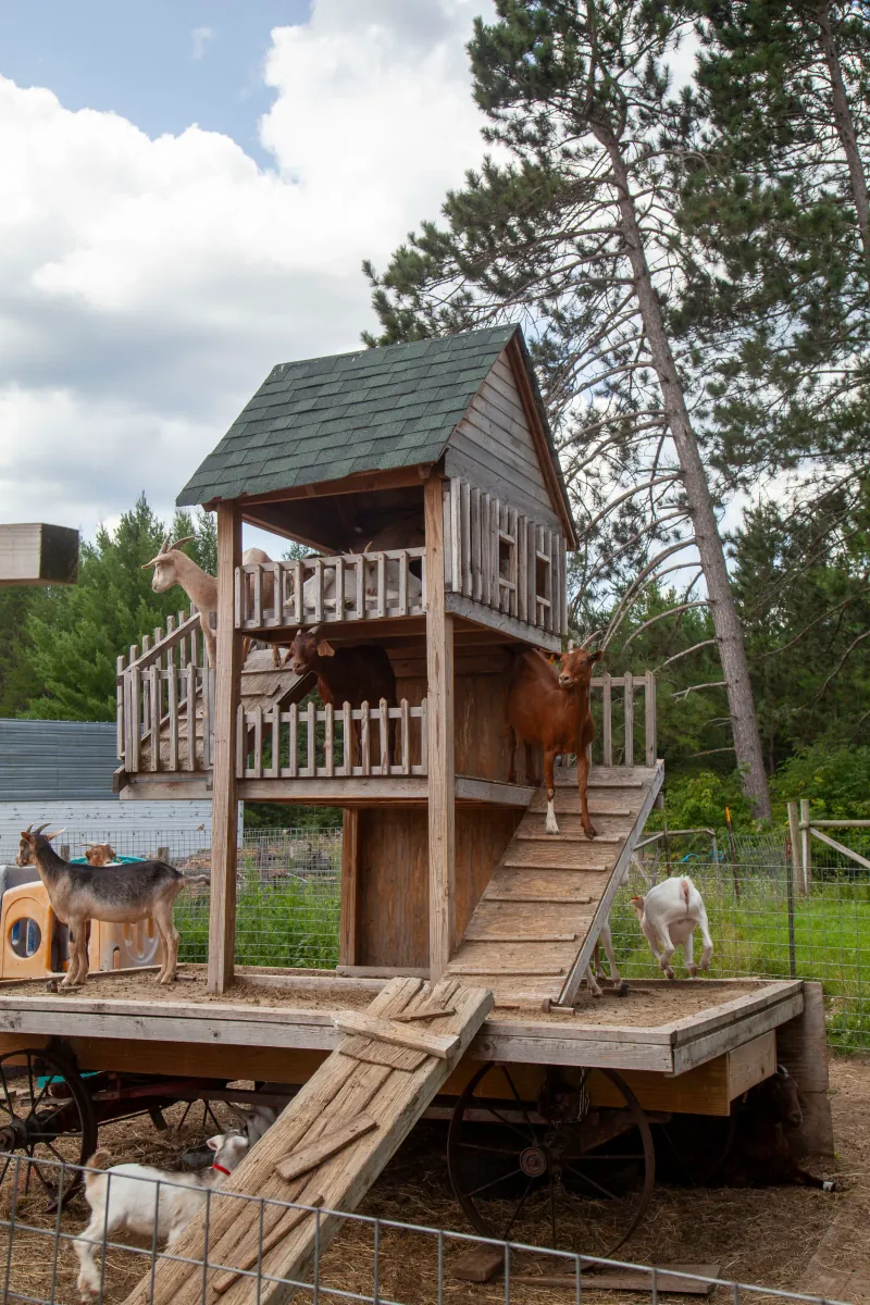 Goats photo 7