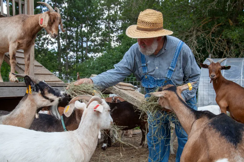 Goats photo 9