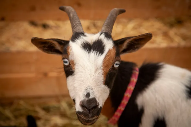 Goats photo 12