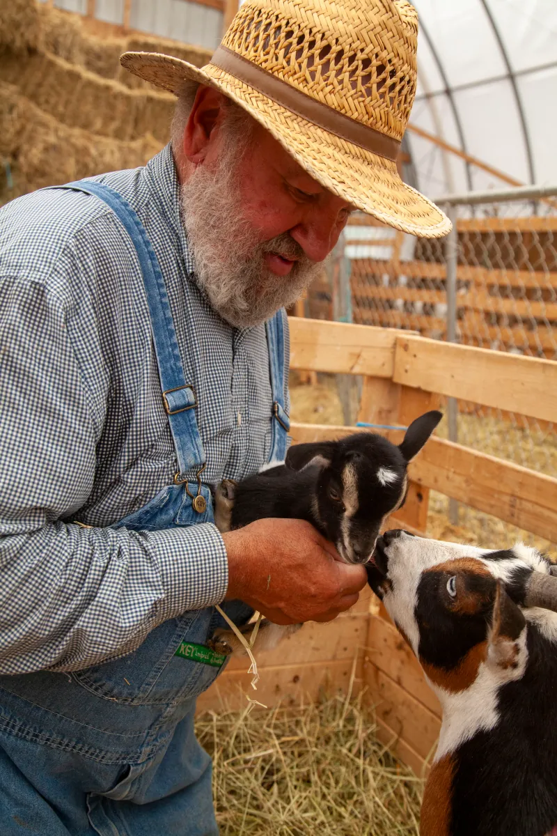 Goats photo 13