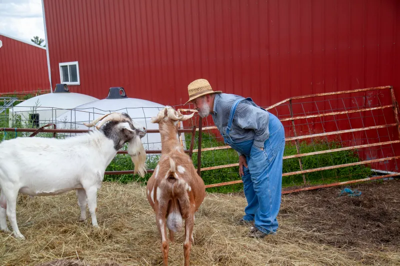 Goats photo 15