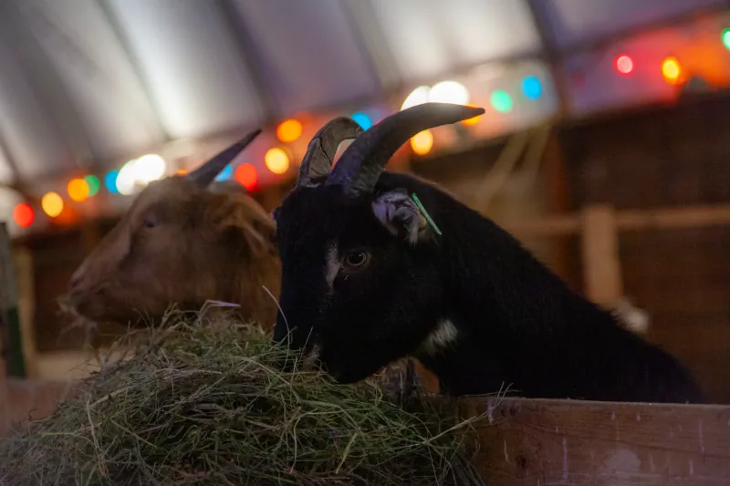 Goats photo 17