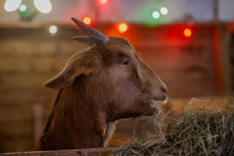 Goats photo 18