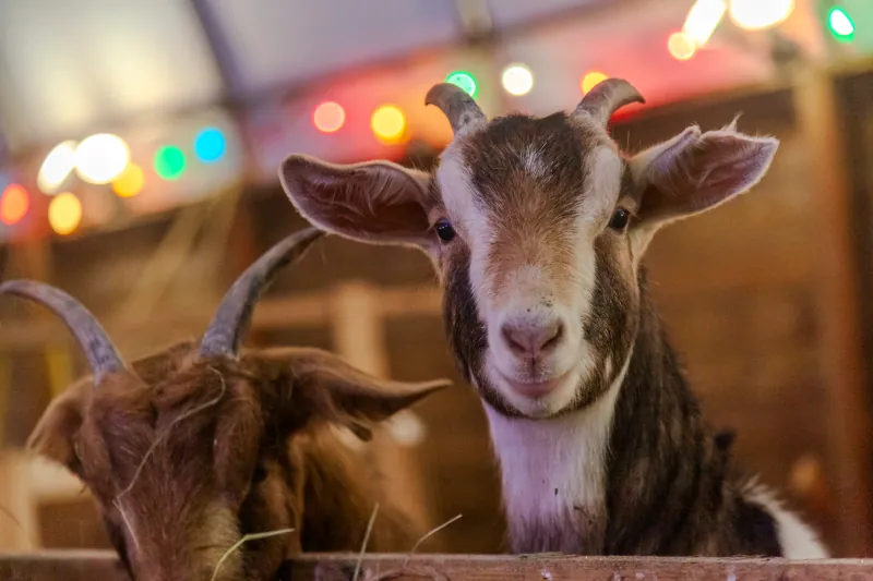 Goats photo 19