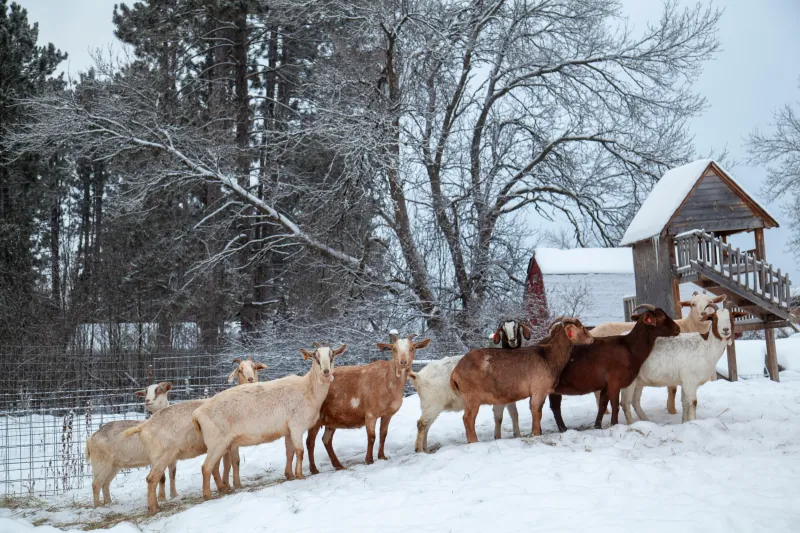 Goats photo 20