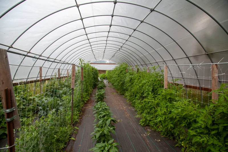 Greenhouse photo 3