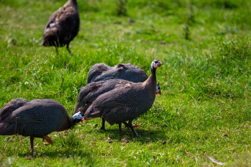Guineas photo 1