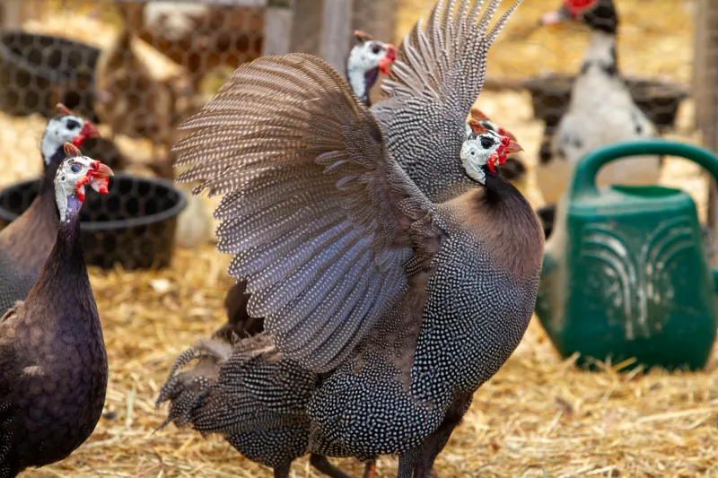 Guineas photo 2