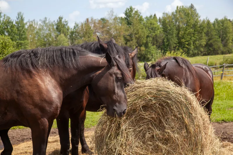 Horses photo 1