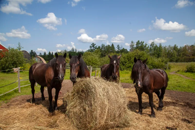 Horses photo 2