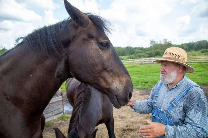 Horses photo 3