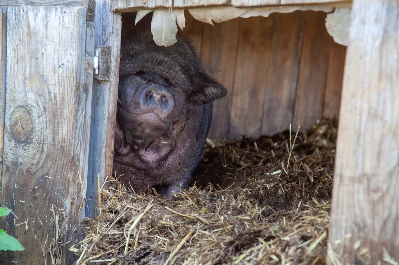 Pigs photo 1