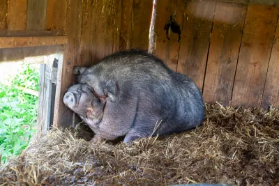 Pigs photo 2