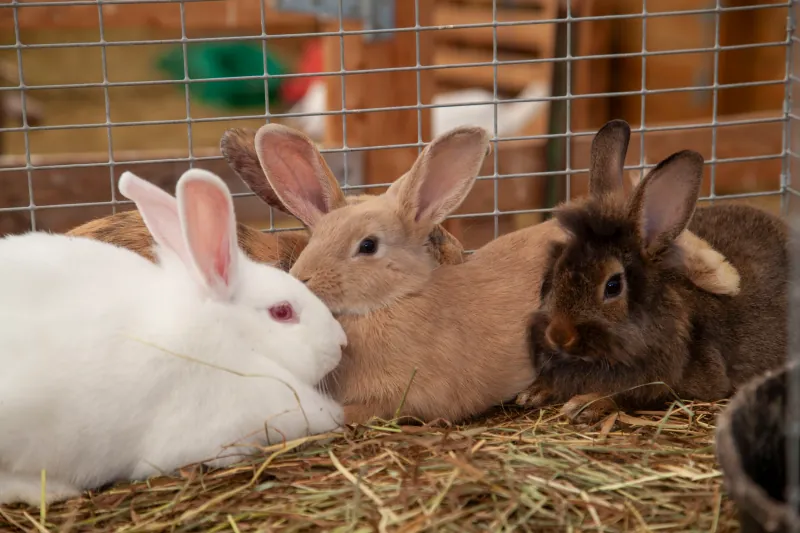 Rabbits photo 1