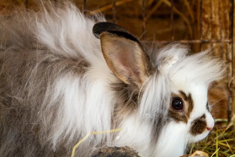 Rabbits photo 2