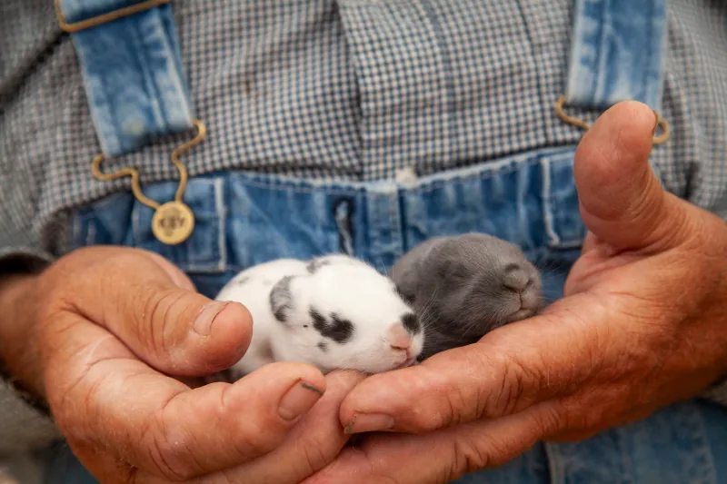 Rabbits photo 5