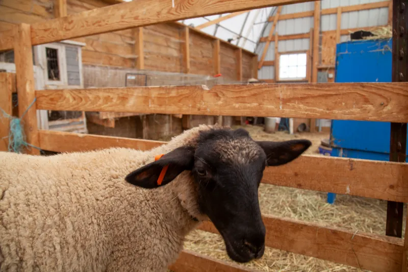 Sheep photo 1