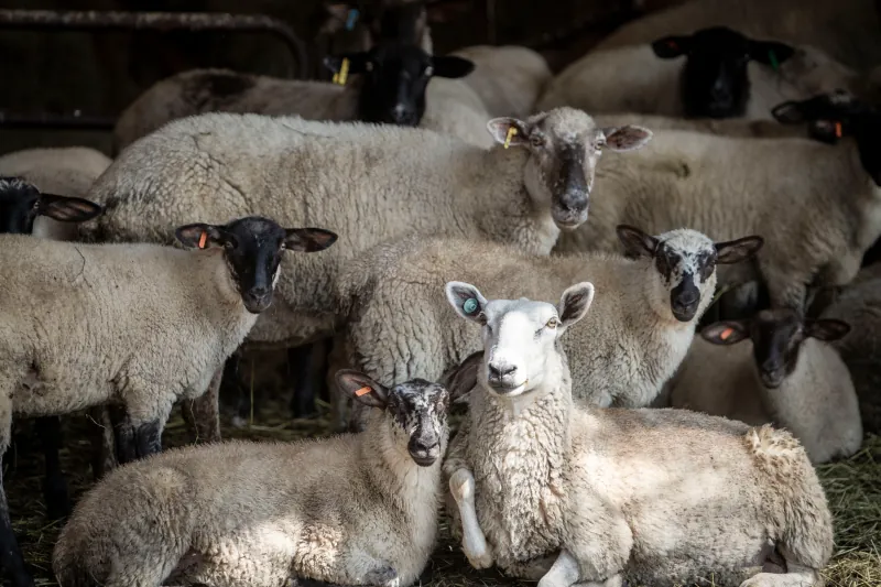Sheep photo 2