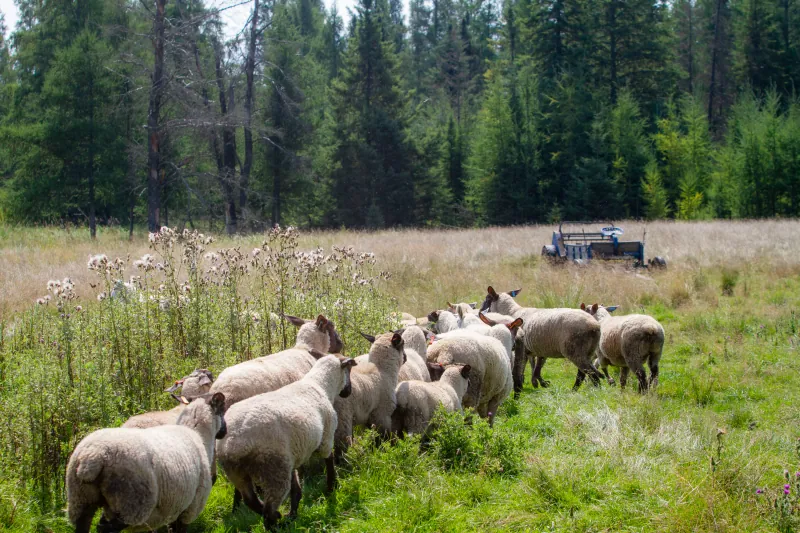 Sheep photo 3