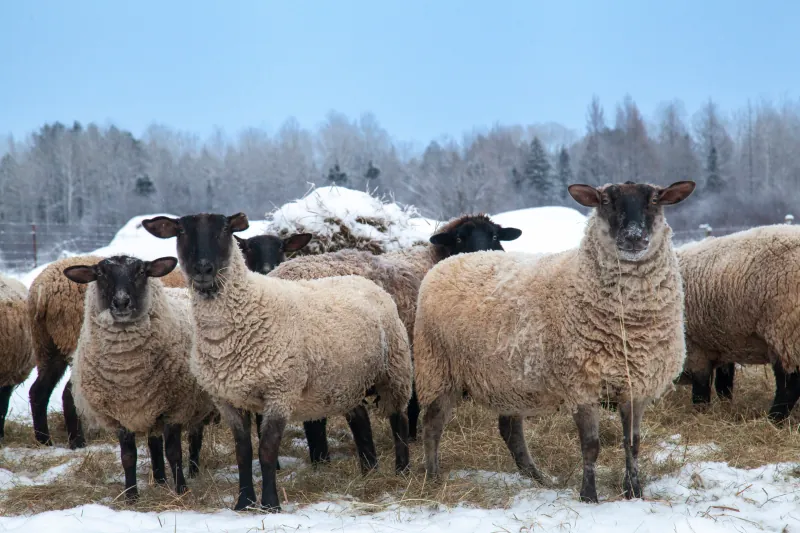 Sheep photo 4