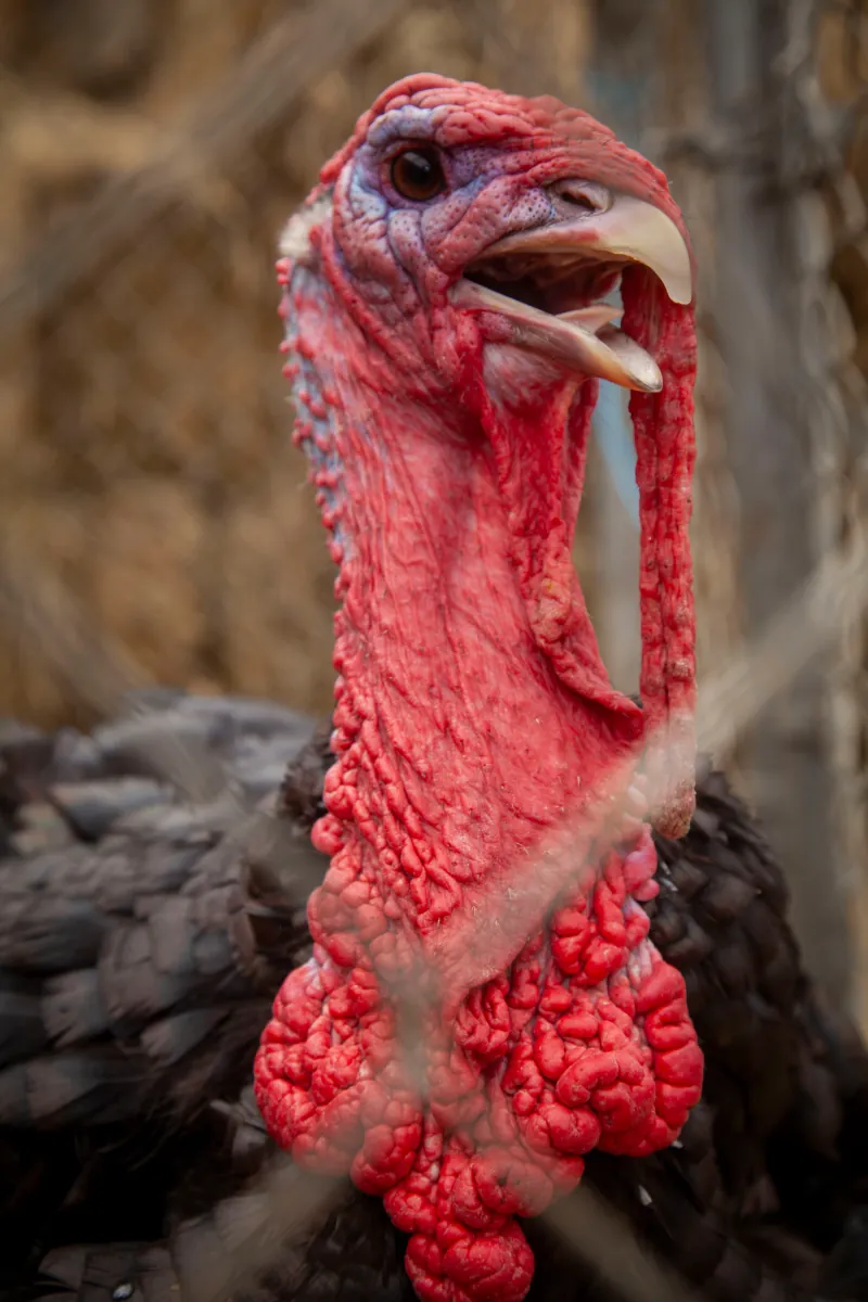 Turkey photo 1