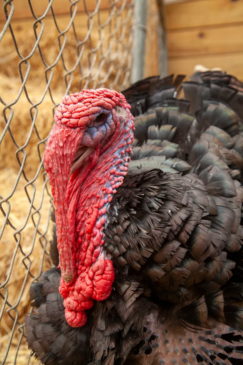 Turkey photo 2